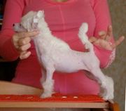 Китайская Хохлатая собака,  продаются щенки,  голые 