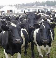 Бычки и коровы на мясо в Марий Эл